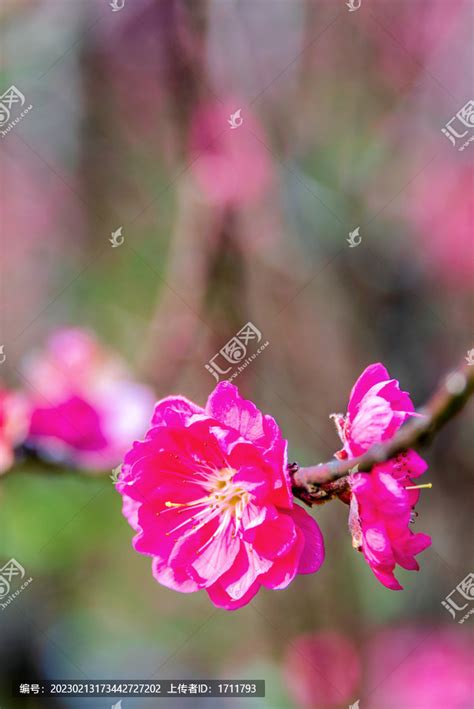 什麼是桃花|桃花（蔷薇科桃李属植物）